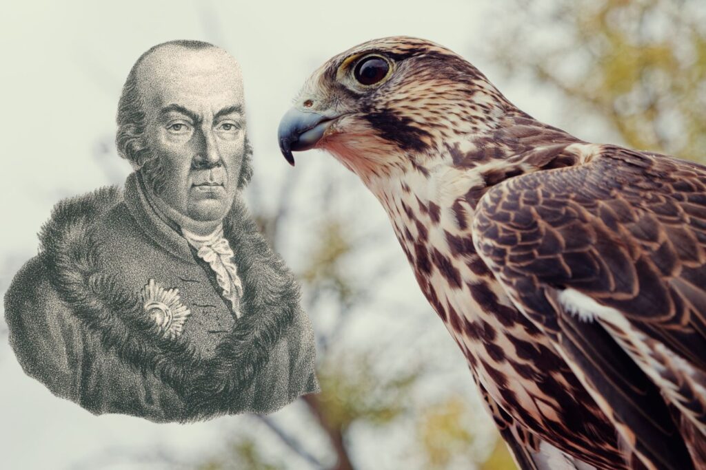 Co łączy świętokrzyskie, jastrzębie i nadwornego poetę?