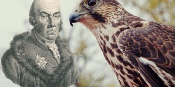 Co łączy świętokrzyskie, jastrzębie i nadwornego poetę?