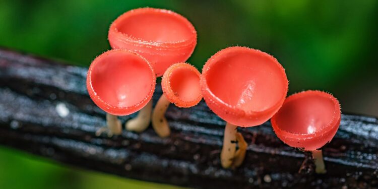 W świętokrzyskich lasach można spotkać elfie kielichy