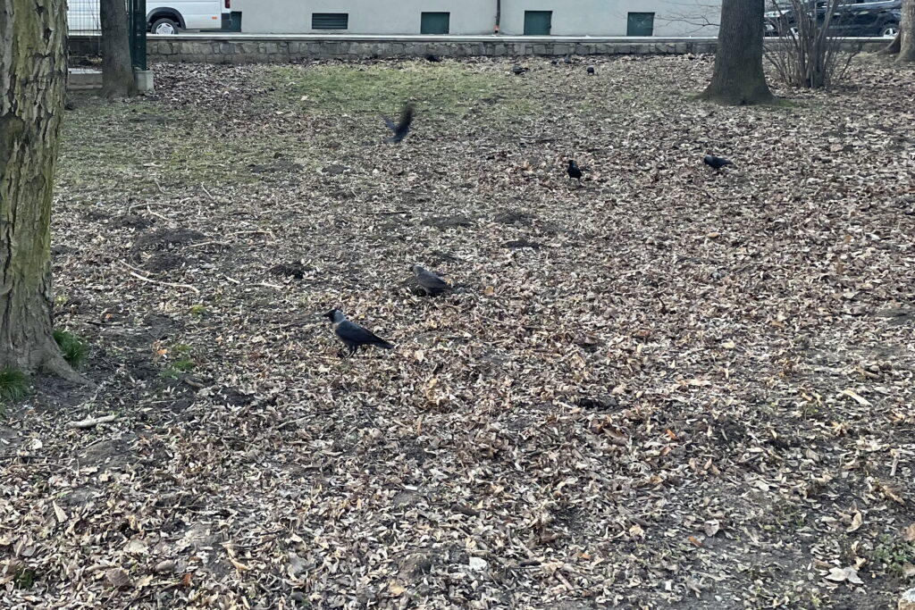 Urzędnicy wypowiedzieli wojnę gawronom - Radio Kielce