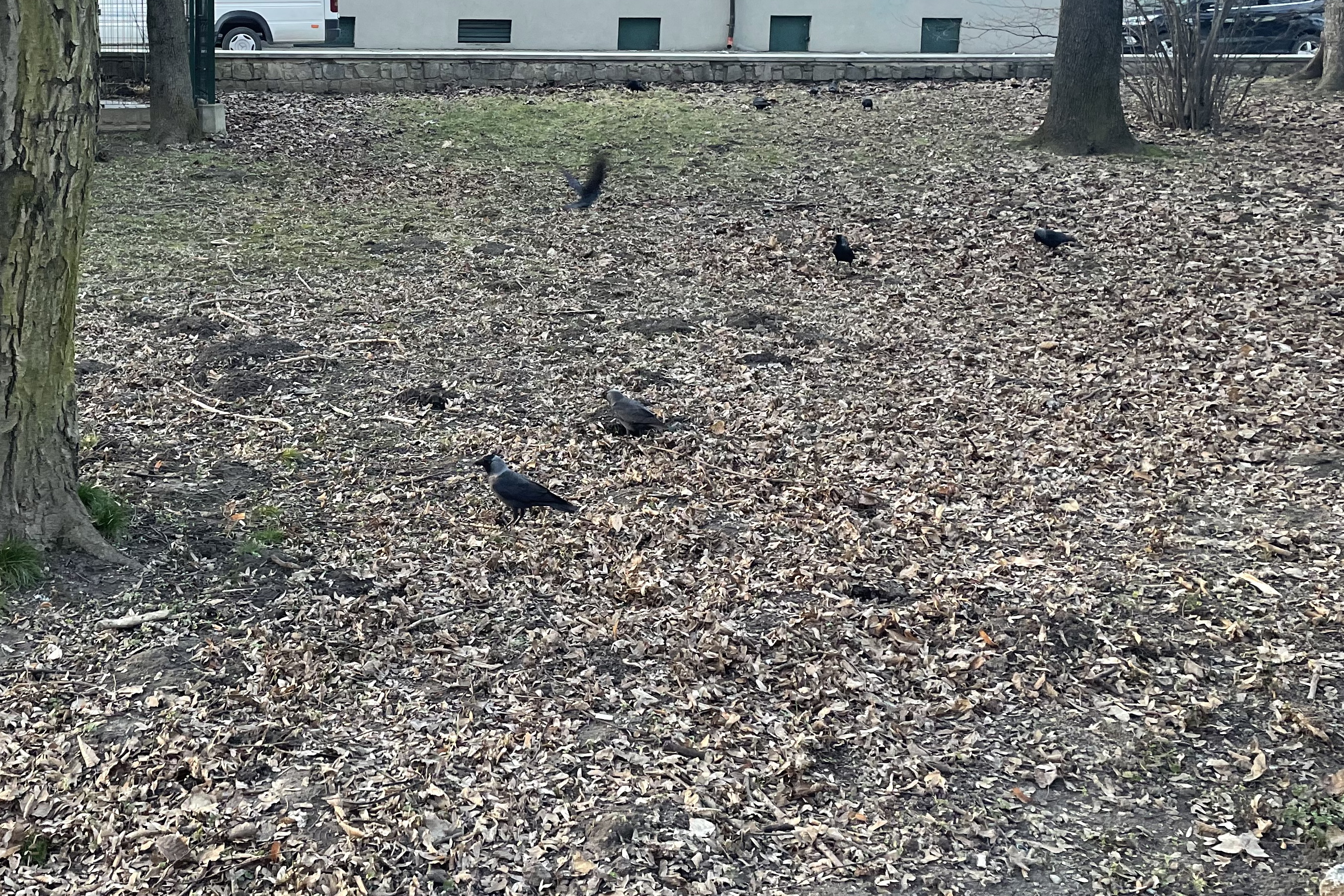 Urzędnicy wypowiedzieli wojnę gawronom