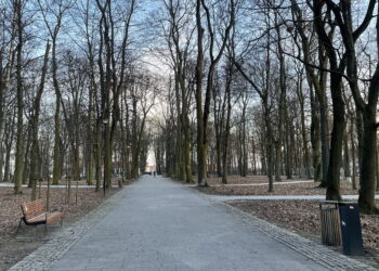 Urzędnicy wypowiedzieli wojnę gawronom