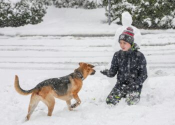 KROPiK - nowy obowiązek dla właścicieli psów