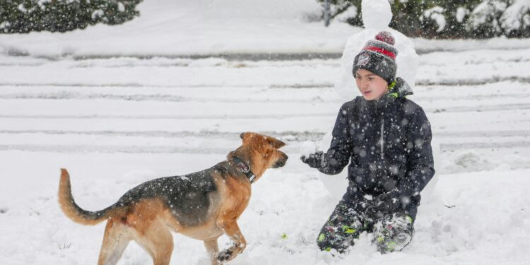 KROPiK - nowy obowiązek dla właścicieli psów