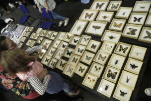 Kielce. Targi terrarystyczne - Radio Kielce