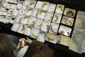 Kielce. Targi terrarystyczne - Radio Kielce