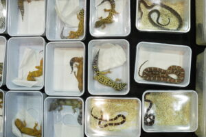 Kielce. Targi terrarystyczne - Radio Kielce