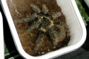 Kielce. Targi terrarystyczne - Radio Kielce