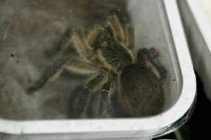 Kielce. Targi terrarystyczne - Radio Kielce