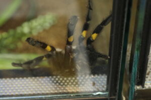 Kielce. Targi terrarystyczne - Radio Kielce