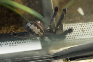 Kielce. Targi terrarystyczne - Radio Kielce