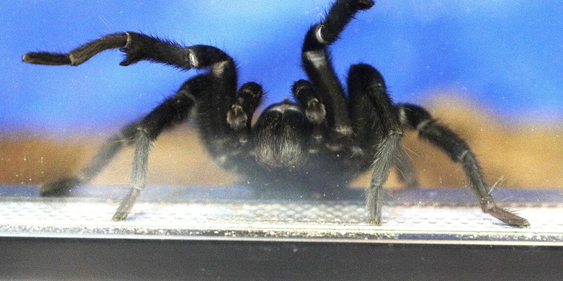 Pająki i węże na wyciągnięcie ręki