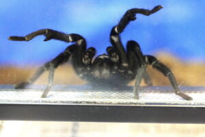 Kielce. Targi terrarystyczne - Radio Kielce