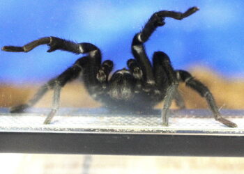 01.03.2026 Kielce. Targi terrarystyczne / Fot. Jarosław Kubalski - Radio Kielce