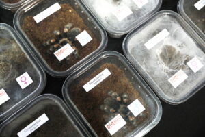 Pająki i węże na wyciągnięcie ręki - Radio Kielce