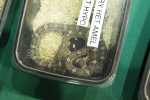 Pająki i węże na wyciągnięcie ręki - Radio Kielce