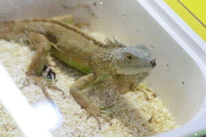 Pająki i węże na wyciągnięcie ręki - Radio Kielce