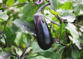 Bakłażan / Źródło: Canva