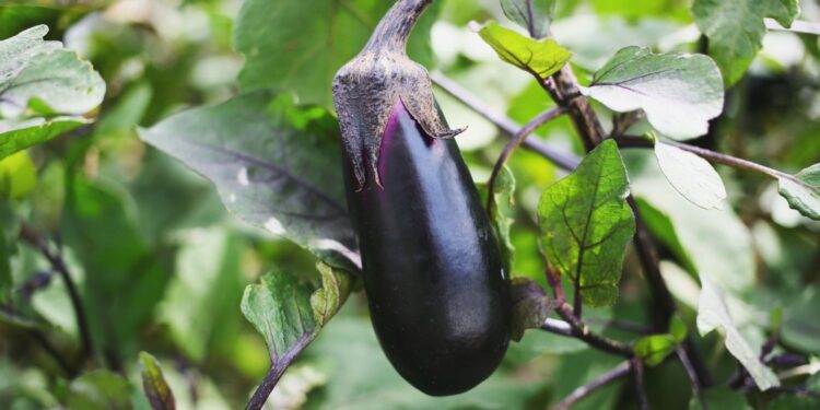 Bakłażan / Źródło: Canva
