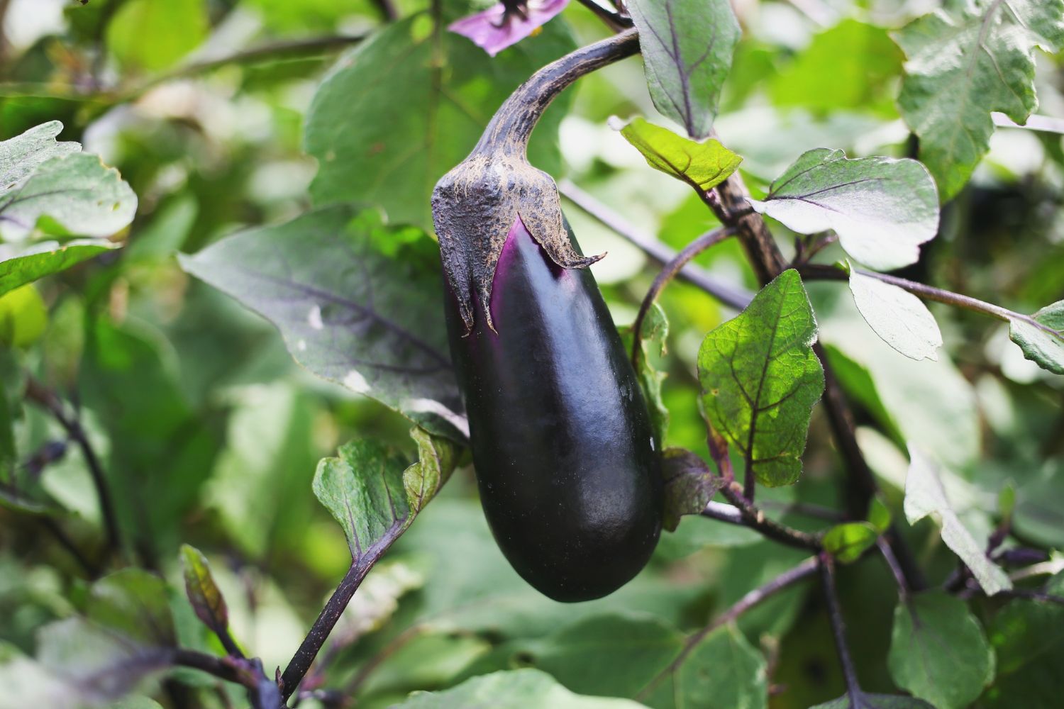 Postaw na uprawę bakłażana