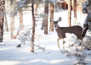 Zdjęcie ilustracyjne. / Źródło: Canva