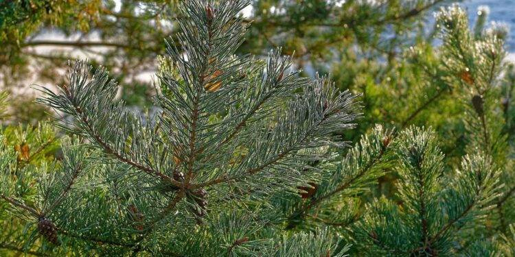 Jodła / Źródło: Canva