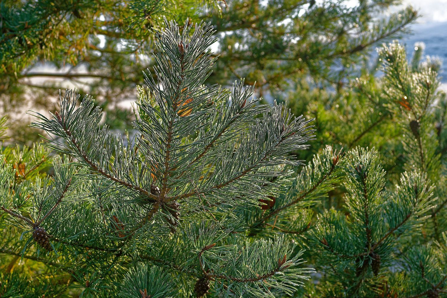 Jodła znika ze świętokrzyskich lasów