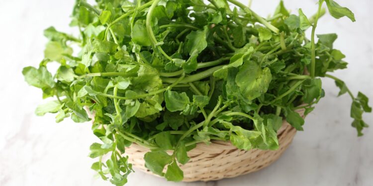 Rukiew wodna – najzdrowsze warzywo na świecie! - Radio Kielce Rukiew wodna – najzdrowsze warzywo na świecie!