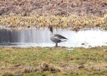 Gęś gęgawa. / Fot. Radio Kielce