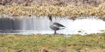 Gęś gęgawa. / Fot. Radio Kielce