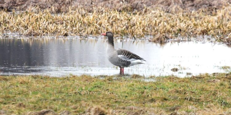 Gęś gęgawa. / Fot. Radio Kielce