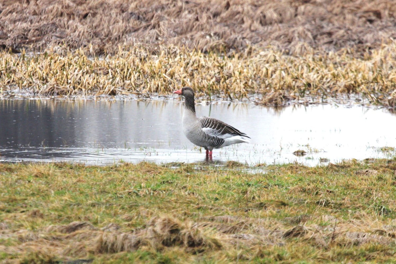 Ptasia grypa w regionie. Wprowadzono strefę zakażenia
