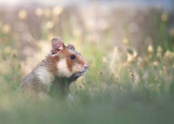 źródło: canva.com