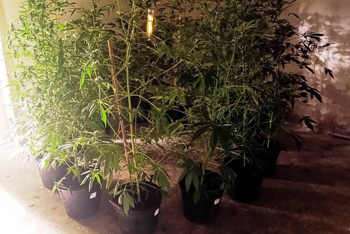 Kielecka policja zlikwidowała plantację konopii