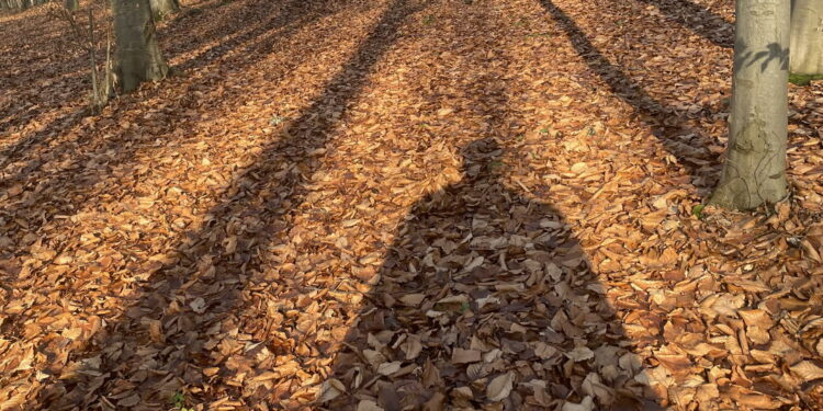 Czy Krynicy Kielecczyzny zaszkodził Trupieniec?