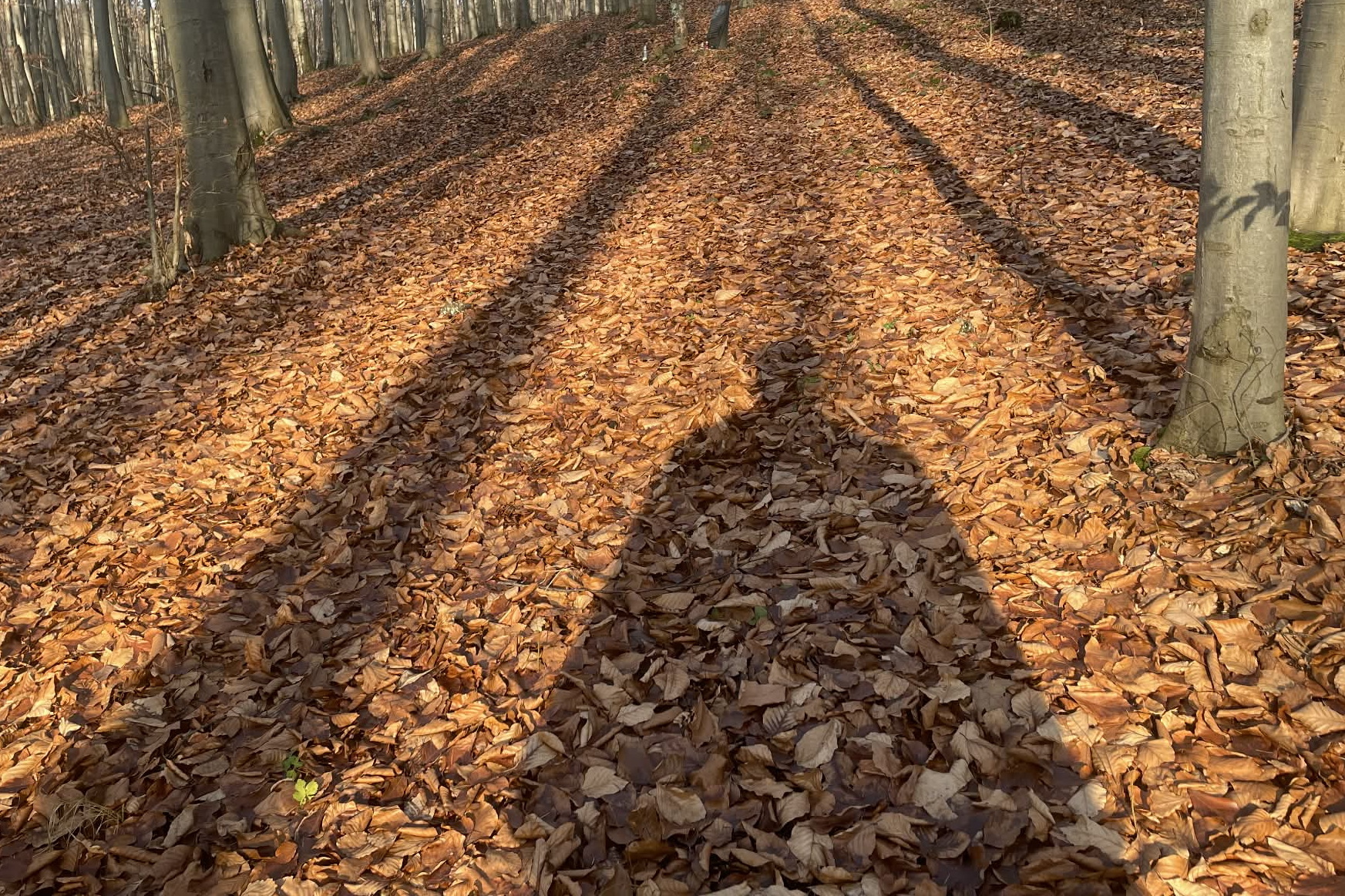 Czy Krynicy Kielecczyzny zaszkodził Trupieniec?