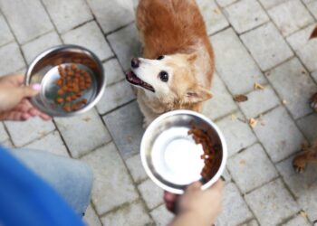 Miska nie będzie pusta. Można przyjść po karmę
