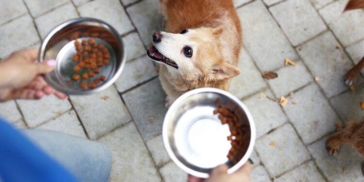 Miska nie będzie pusta. Można przyjść po karmę