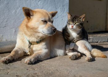 Ratusz dofinansuje kastrację psów i kotów
