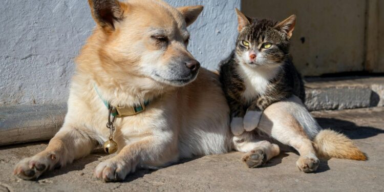 Ratusz dofinansuje kastrację psów i kotów