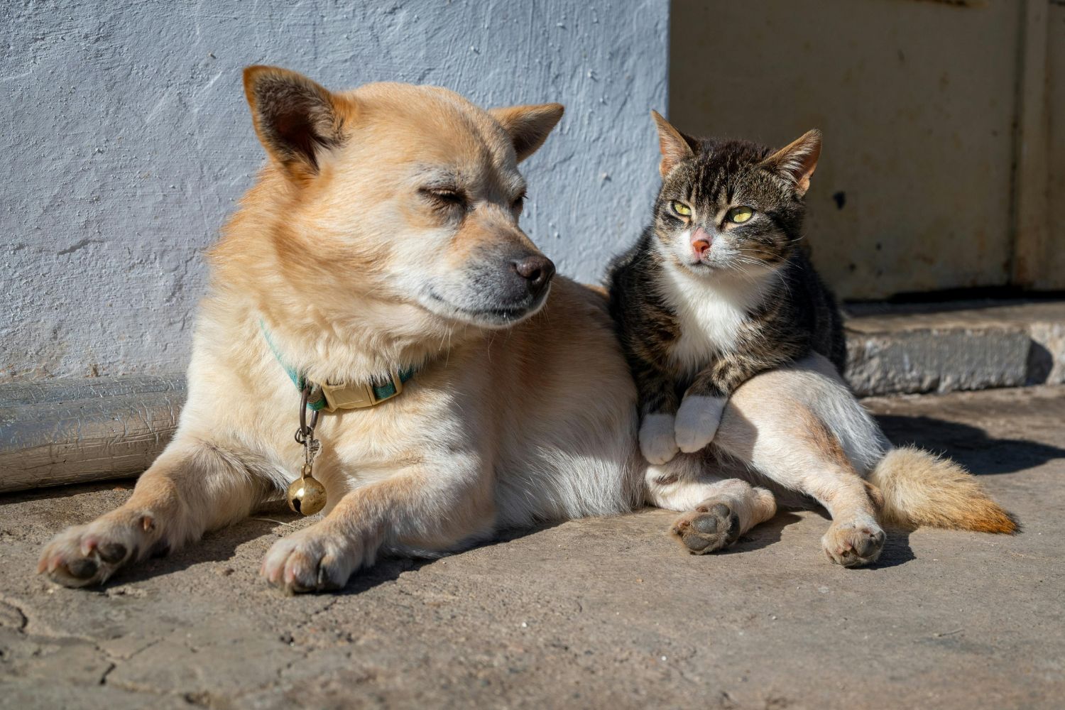 Ratusz dofinansuje kastrację psów i kotów