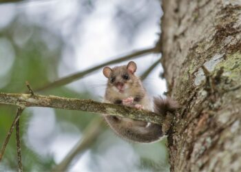 Popielice obiektem zainteresowania świętokrzyskich przyrodników