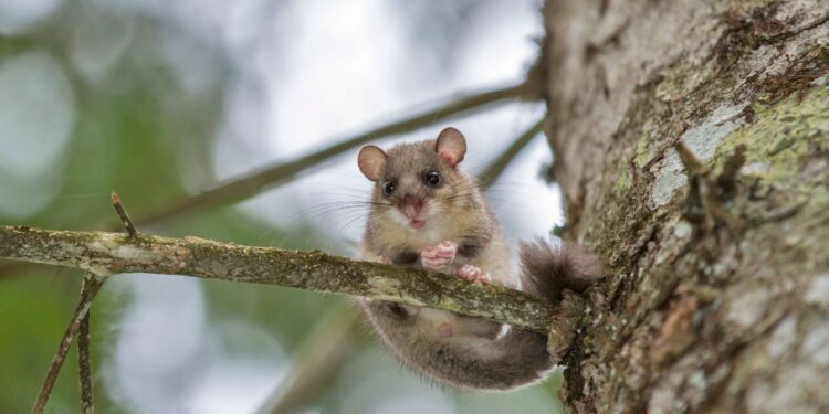 Popielice obiektem zainteresowania świętokrzyskich przyrodników