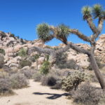 Muzyczne podróże przez świat. Dzika natura USA. Cz.1 - Radio Kielce