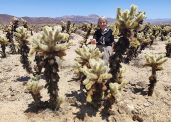 Muzyczne podróże przez świat. Dzika natura USA. Cz.1
