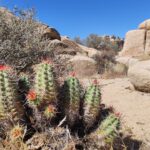 Muzyczne podróże przez świat. Dzika natura USA. Cz.1 - Radio Kielce