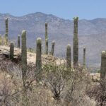 Muzyczne podróże przez świat. Dzika natura USA. Cz.1 - Radio Kielce