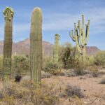 Muzyczne podróże przez świat. Dzika natura USA. Cz.1 - Radio Kielce