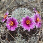 Muzyczne podróże przez świat. Dzika natura USA. Cz.1 - Radio Kielce