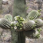 Muzyczne podróże przez świat. Dzika natura USA. Cz.1 - Radio Kielce